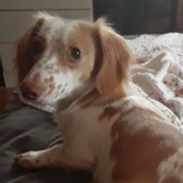 Dachshunds from Coe Z Dachshunds