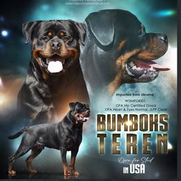 Bumboks Teren Excellent Hips - Black and mahogany male Rottweiler puppy in Catawissa, Pennsylvania from Sharp Ridge Rottweilers