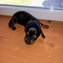 Dachshund Puppies from Muffin Meadows Doxies
