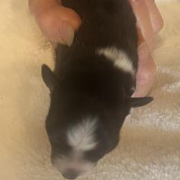 Victoria - Black tri female Miniature Australian Shepherd puppy in Godley, Texas from Nana and Paws Aussies