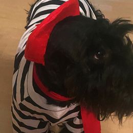 Bonnie - Scottish Terrier