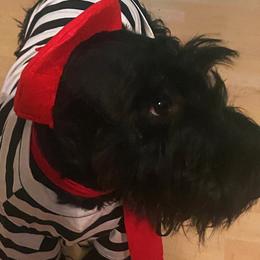 Bonnie - Scottish Terrier