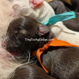 AKC orange ribbon - Liver male Miniature Schnauzer puppy in Greencastle, Indiana from Tiny Tushy Lodge