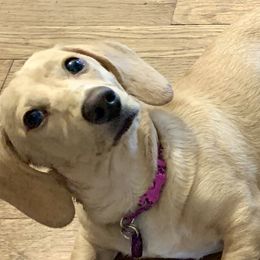 Hildi - Dachshund