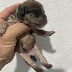 Marble - Merle male Whoodle puppy in Pima, Arizona from Schmidt's K9s