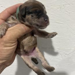 Marble - Merle male Whoodle puppy in Pima, Arizona from Schmidt's K9s