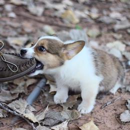 American Corgi and Pembroke Welsh Corgi Puppies from Magnolia Creek Corgis