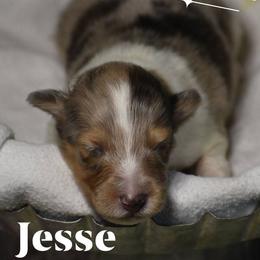 Jesse James - Sable merle and white male Shetland Sheepdog puppy in Gladbrook, Iowa from T Triple C Shelties