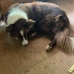 Border Collies from Shuttle Collie