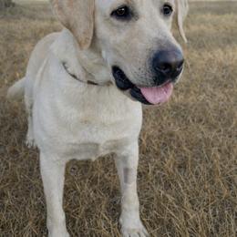 Roulette - Labrador Retriever