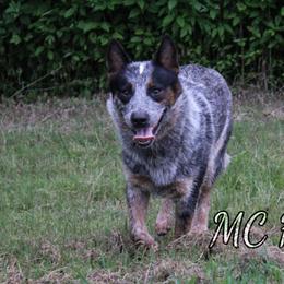 Crowley - Australian Cattle Dog