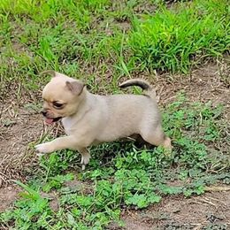 Cookie Monster - Fawn male Chihuahua puppy in Weatherford, Texas from Small and Mighty Chihuahuas