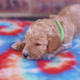 Poodle Puppies from Moss’ Poodles