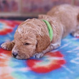 Poodle Puppies from Moss’ Poodles