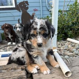 Skor - Blue merle male Miniature American Shepherd puppy in Enumclaw, Washington from Mount Peak Mini American Shepherds