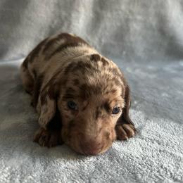 Maple - Dapple female Dachshund puppy in Ocala, Florida from Weenie Boops