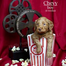 Chevy (Yellow Collar) - Red  male Goldendoodle puppy in Corona, California from Fluffy Puppy Mini Doodles LLC