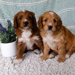 Goldendoodle and Poodle Puppies from Rolling Oak Doodles