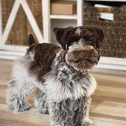 Scout - Miniature Schnauzer