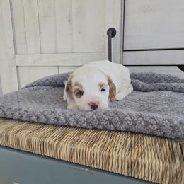 Benton - Parti male Goldendoodle puppy in Floyd, Virginia from Hearts and Paws Poodles and Doodles