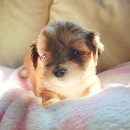 Primrose - Red female Lhasa Apso puppy in Jefferson, New York from Absolute Lhasa Love