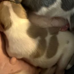 Creamy - Cream and white male Chihuahua puppy in Hackleburg, Alabama from Clements Chihuahua