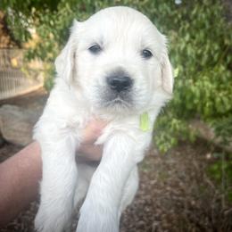 Green - Light golden male Golden Retriever puppy in Clovis, California from Puppy Love, Hall's Goldens