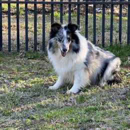 Aspen - Shetland Sheepdog
