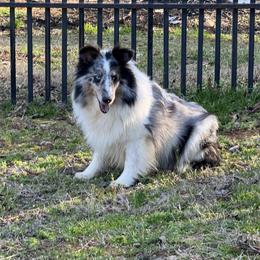 Aspen - Shetland Sheepdog