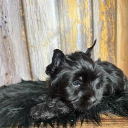 Yoshi - Black and tan male Yorkshire Terrier puppy in Tulsa, Oklahoma from Conns Cuddly Canines