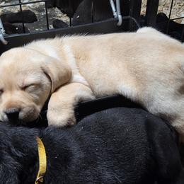 Yellow Boy 2 - Yellow male Labrador Retriever puppy in Andrews, South Carolina from Leyland Cypress Retrievers