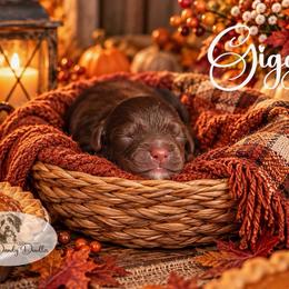 Giggles - Brown and white male Aussiedoodle puppy in Roebuck, South Carolina from Dani's Dandy Doodles