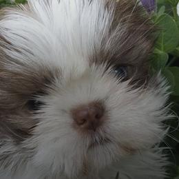 Shih Tzus from River Hill Shih Tzu