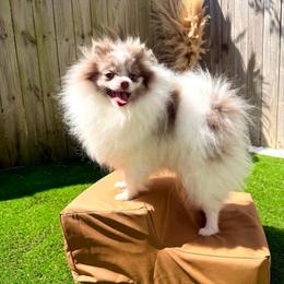 Lilly - Chocolate merle female Pomeranian puppy in Newport News, Virginia from Nel’s Pomeranians
