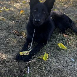 Sako - German Shepherd