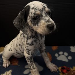 Millie - White and black female Dalmatian puppy in Fort Cavasos, Texas from Mainstreet Dalmation