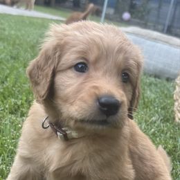 Classic  Brown Boy - Dark golden male Golden Retriever puppy in Aumsville, Oregon from Bigfoot Goldens AKC Registered Dark Red