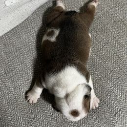 Bulldog Puppies from Angela's Kennel