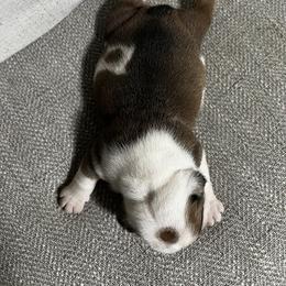 Bulldog Puppies from Angela's Kennel