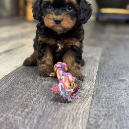 Aurora - Black and tan female Cavapoo puppy in Macomb, Missouri from Hunter's Puppies