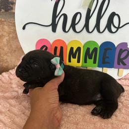 Teal collar - Black brindle female Cane Corso puppy in Tucson, Arizona from Cane Corso Friends