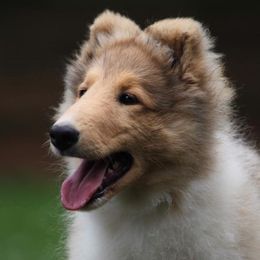 Collies from Kara Christo Collies