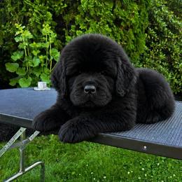 Black Female - Black female Newfoundland puppy in New York from Johnson Farms