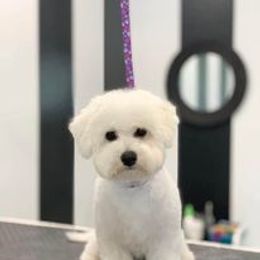 Bichon Frise All Grown Up from Nance Bichon Frise