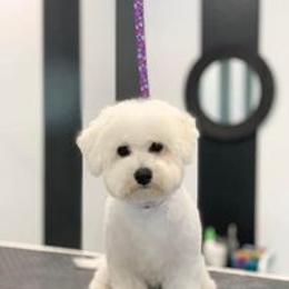 Bichon Frise All Grown Up from Nance Bichon Frise