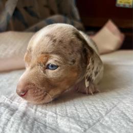 Boy 1 - Chocolate and tan male Dachshund puppy in San Antonio, Texas from Crystal’s Miniature Dachshunds