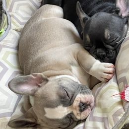 French Bulldog Puppies from Orderofthebulldogs, LLC