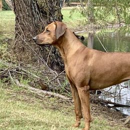 Rhodesian Ridgebacks from Bushveld Rhodesian Ridgebacks