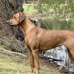 Rhodesian Ridgebacks from Bushveld Rhodesian Ridgebacks