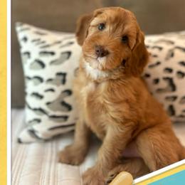 Smalls - Caramel male Australian Labradoodle puppy in Trussville, Alabama from Cahaba Doodles